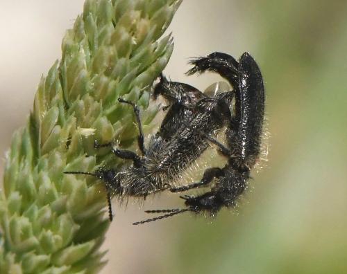 Enicopus sp.